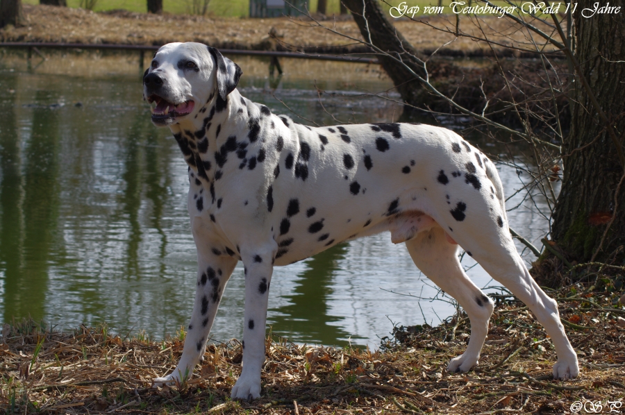 Gap vom Teutoburger Wald mit fast 11 Jahren am Monrepos See in voller Pracht...17.03.2012