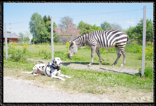 Welch Farbenpracht...ob Punkte oder Streifen...weiss mit schwarz kann jeder tragen...Gap mit Zebra im Wildpark Schwarzach 25.04.2011