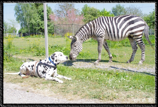 Auch die Streifen sind neugierig auf die Punkte...Gap mit einem Zebra im Wildpark Schwarzach 25.04.2011