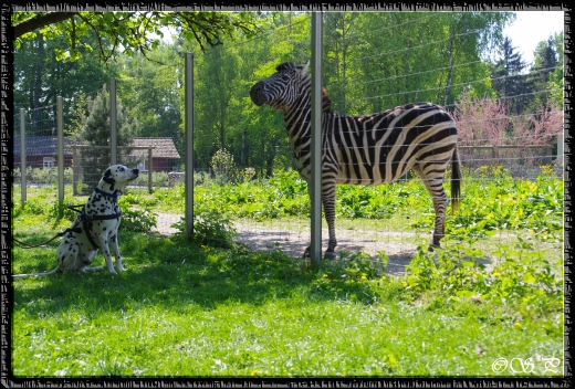 Besondere Punkte treffen auf Besondere Streifen...Gap mit dem Zebra im Wildpark Schwarzach 25.04.2011